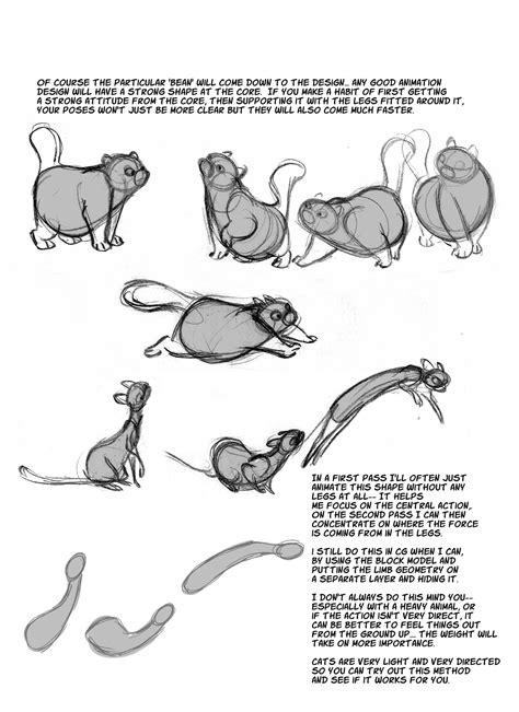 Cat Anatomy Drawing