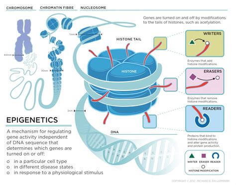 Epigenetic clock controls aging - NextBigFuture.com