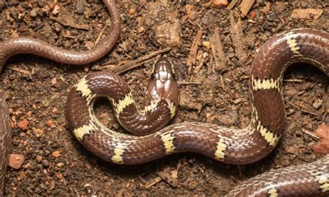 5 Snakes That Are Invasive Species - A-Z Animals