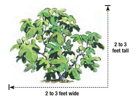 A Dwarf Fig Tree Fit for Pots, Patios, and Small Gardens - Fine Gardening