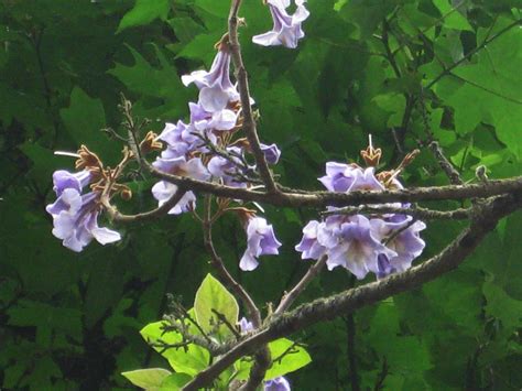 Empress Tree Blooms in Late Spring with Large, Pale Purple Foxglove ...