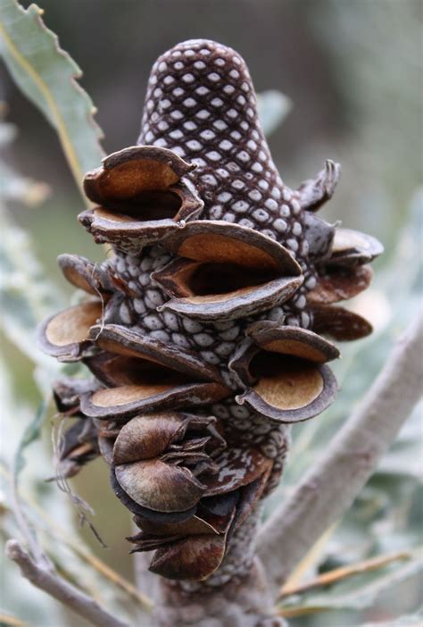 Banksia seed pods | Seed pods, Australian native flowers, Seeds