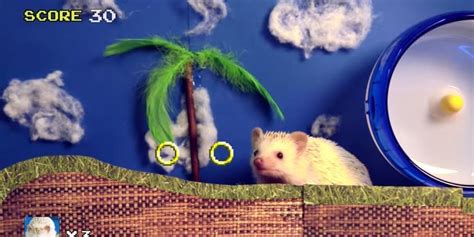 Sonic The Hedgehog In Real Life Is Much Cuter | HuffPost UK