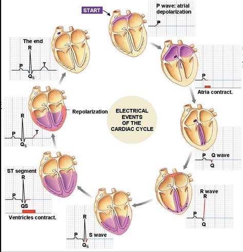 Electrical events of the cardiac cycle and their corresponding graph on ...