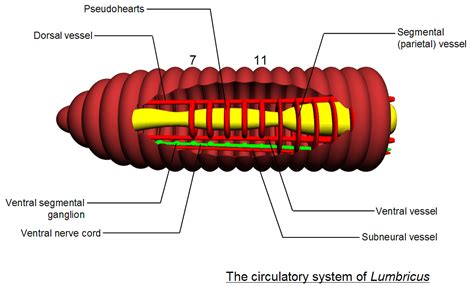 Short Note On Circulatory System Of Earthworm - The Earth Images ...