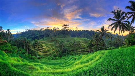 Tegallalang Rice Terraces, Ubud, Bali, Indonesia - Bing™ Wallpaper Gallery