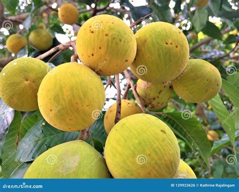 Santol / Wild Mangosteen / Cotton Fruit / Buah Sentul Stock Photo ...