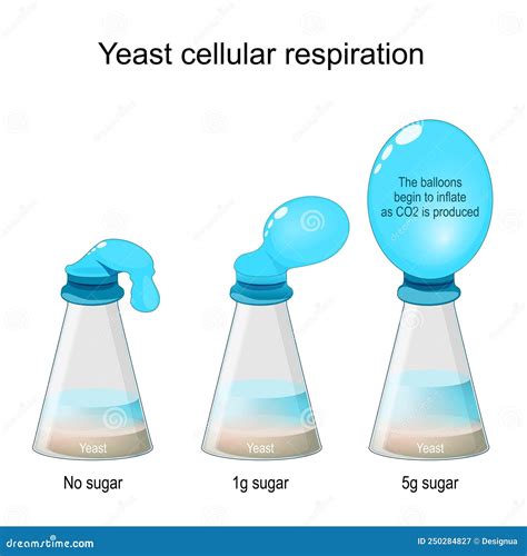 Yeast Cellular Respiration Lab. Bottle Balloon Experiment Stock Vector ...