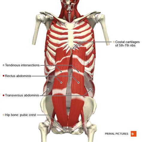 Muscles of Respiration - Physiopedia