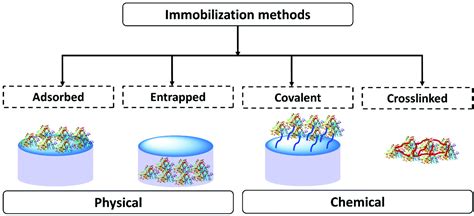 Enzyme entrapment, biocatalyst immobilization without covalent ...