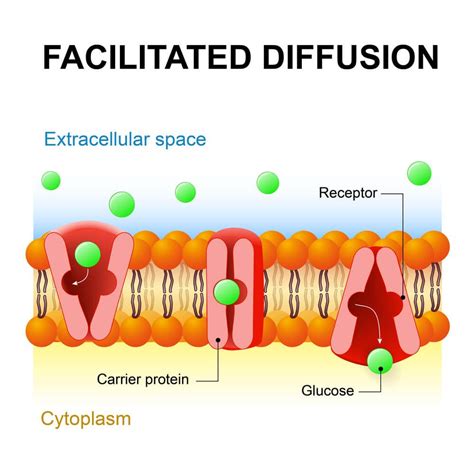 Diffusion Vs. Active Transport Worksheets