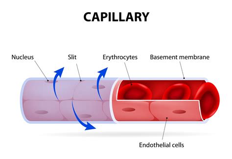 Albuminuria in Sickle Cell Disease Linked to Blood Vessel Cells