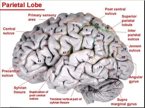 Anatomy of brain sulcus and gyrus - Dr.Sajith MD RD