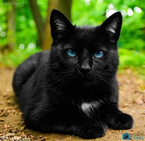 Image - Socialfeed.info-beautiful-black-cat-with-blue-eyes-3.jpg ...