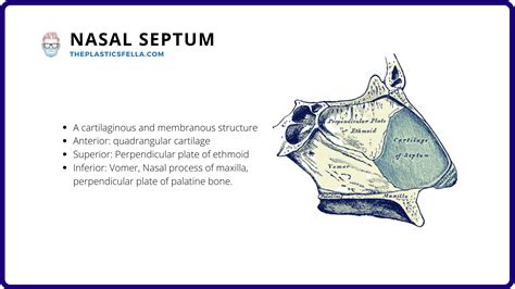 Nose Cartilage Diagram