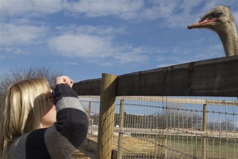 Visiting Ostrichland USA Ostrich Farm Solvang, California — Sick Girl ...