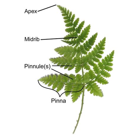 Fern Structure