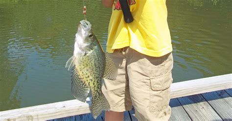 Best Fishing Lures to Catch Crappie - The Best Fishing Line