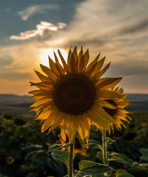 Sunflowers At Sunset Wallpapers - Wallpaper Cave