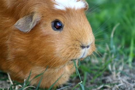 A Healthy Cavy is a Happy Cavy! | Guinea Pig Care