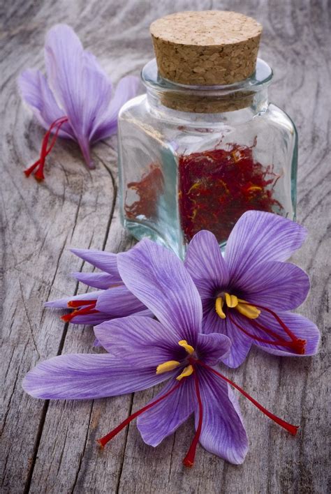 Harvesting Saffron Crocus - When And How To Harvest Saffron