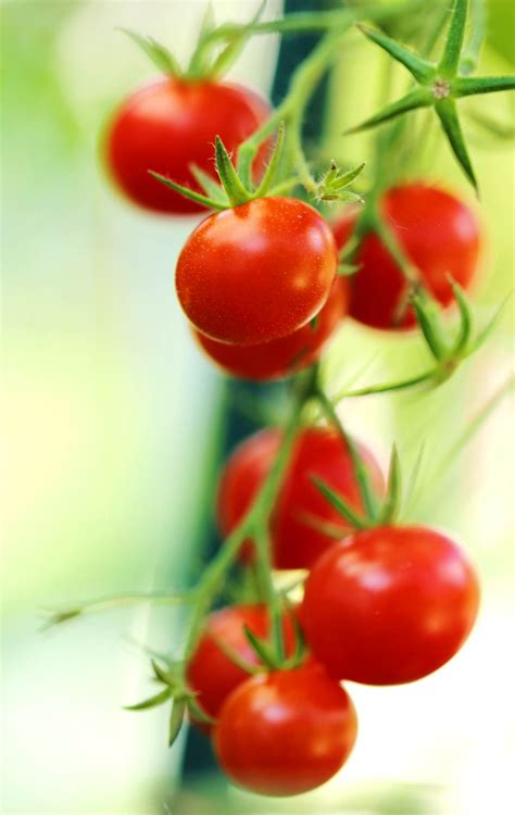 Cherry tomato - sowing, growing, harvest, diseases and pests