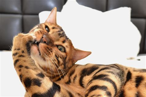 Bengal Cat Behavior: Are They Prone to Unwanted Behavior Issues? - The ...