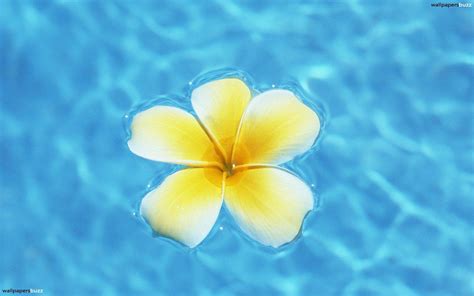 Hawaiian Flowers Wallpapers - Wallpaper Cave