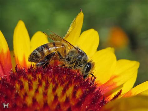 Honey Bee on Gaillardia Flower | Bee, Small garden design, Flowers ...