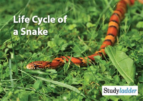 Rattlesnake Life Cycle Stages