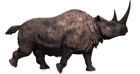 Woolly rhinoceros | Dinosaur Wiki | FANDOM powered by Wikia