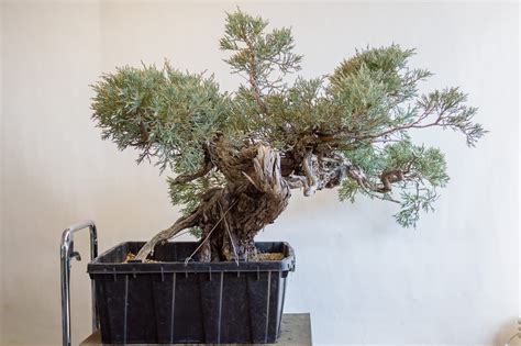 Repotting a collected Sierra juniper - Bonsai Tonight