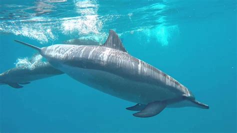 Pregnant woman plans dolphin-assisted water birth — in the ocean