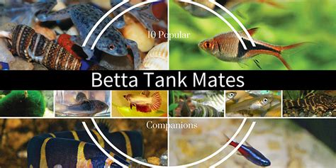 10 Safe Betta Fish Tank Mates & Companions | Bettafish.org