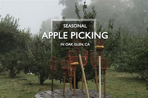 Seasonal Apple Picking Oak Glen, CA | Califoreigners.com