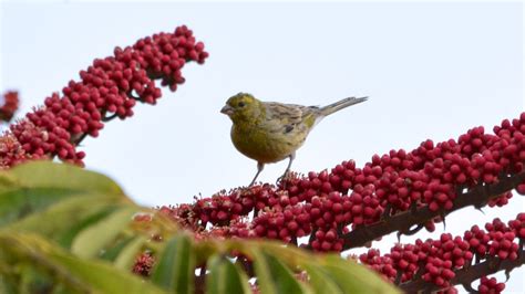 Atlantic Canary Breeding in Canary Islands 2025 - Rove.me