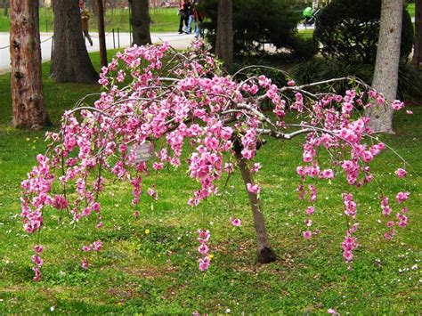 Weeping Cherry Trees For Small Gardens | Fasci Garden