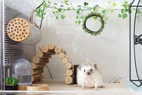 African Pygmy Hedgehog: Appearance, Behavior, And Pet Care