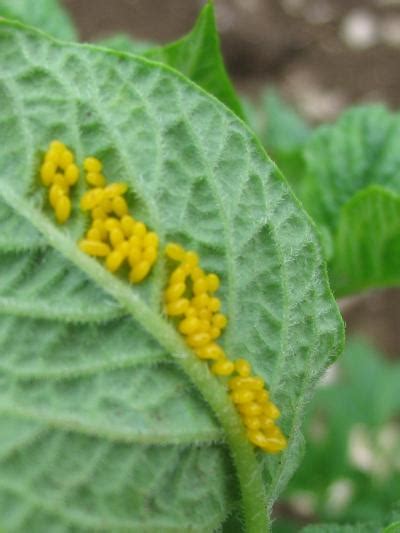 Identification, biology and management of Colorado potato beetle ...