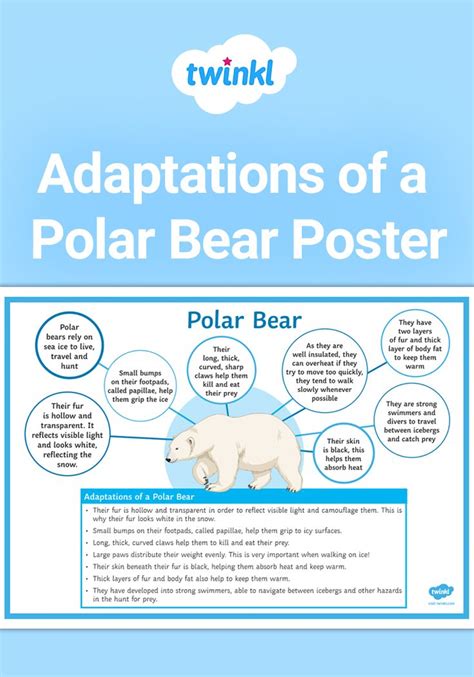 Polar Bear Adaptations | Polar bear adaptations, Adaptations, Polar bear