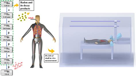 Schematic diagrams of the radon decay chain, inhalation of radon and ...