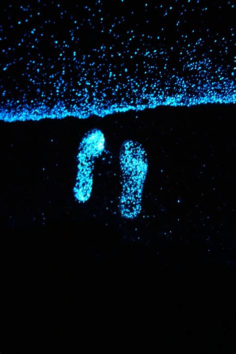 Praia se transforma em oceano de estrelas com plâncton que brilha à noite