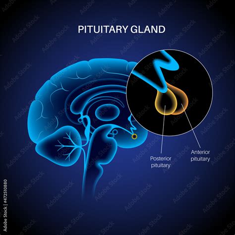 Pituitary gland anatomy Stock Vector | Adobe Stock