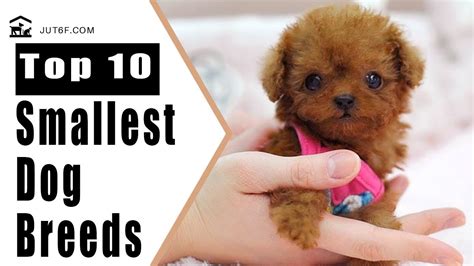 15 Of The Smallest Dog Breeds For All Your Petite Pup Needs – PureWow ...