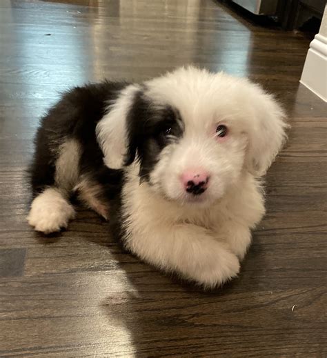 Old English Sheepdog Puppies For Sale | Frisco, TX #318624