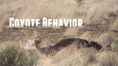 Coyote Behavior - YouTube