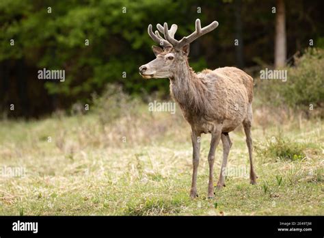 Red deer with velvet antlers standing on glade in spring nature Stock ...