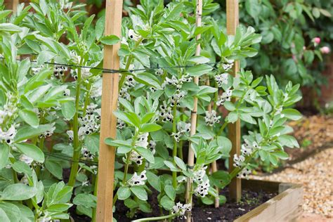 How to Grow Fava Beans (Broad Beans): The Complete Guide | Almanac.com