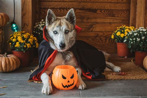 Easy Diy Dog Halloween Costumes | tunersread.com