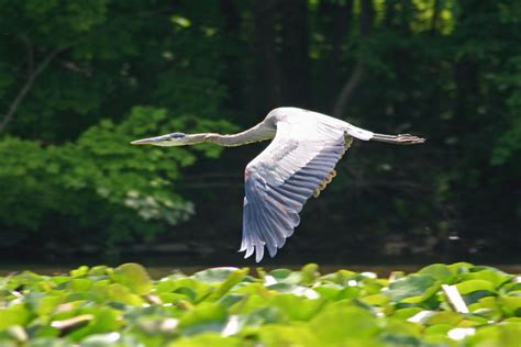 The Amazing, Unique Animals That Live In Swamps. - By Steve,HUNter,Owen ...